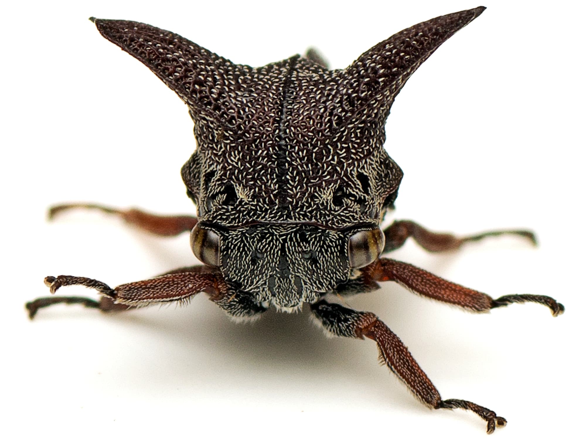 Genus Eufairmairiella, Canberra Central ACT © Tony Eales