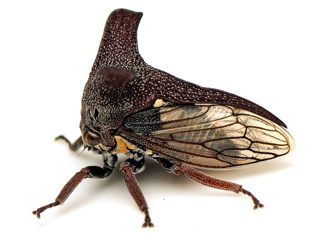Genus Eufairmairiella, Canberra Central ACT © Tony Eales