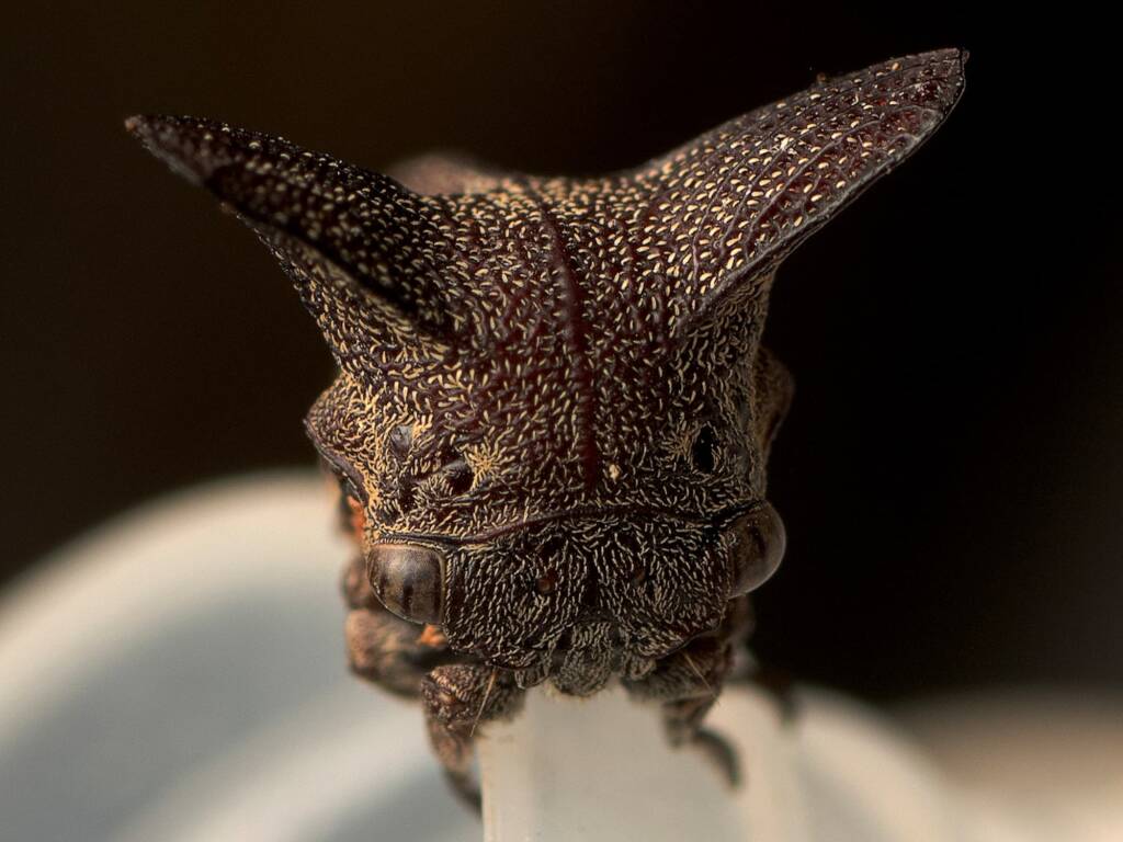Genus Eufairmairiella, Belconnen ACT © Tony Eales