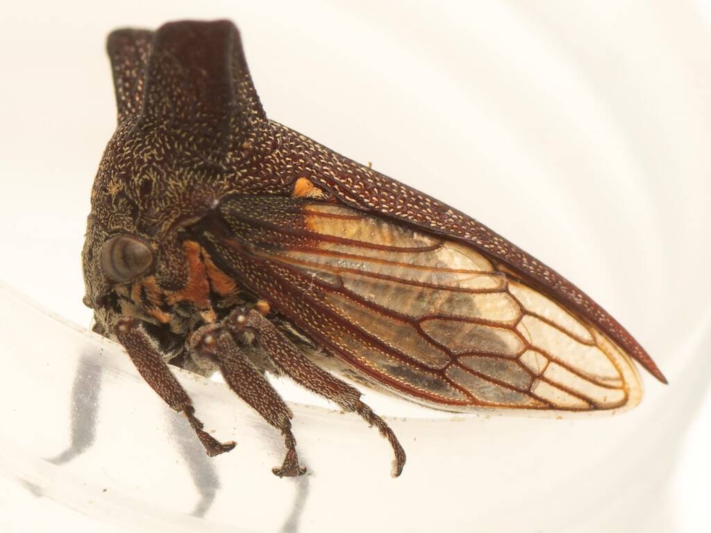 Genus Eufairmairiella, Belconnen ACT © Tony Eales