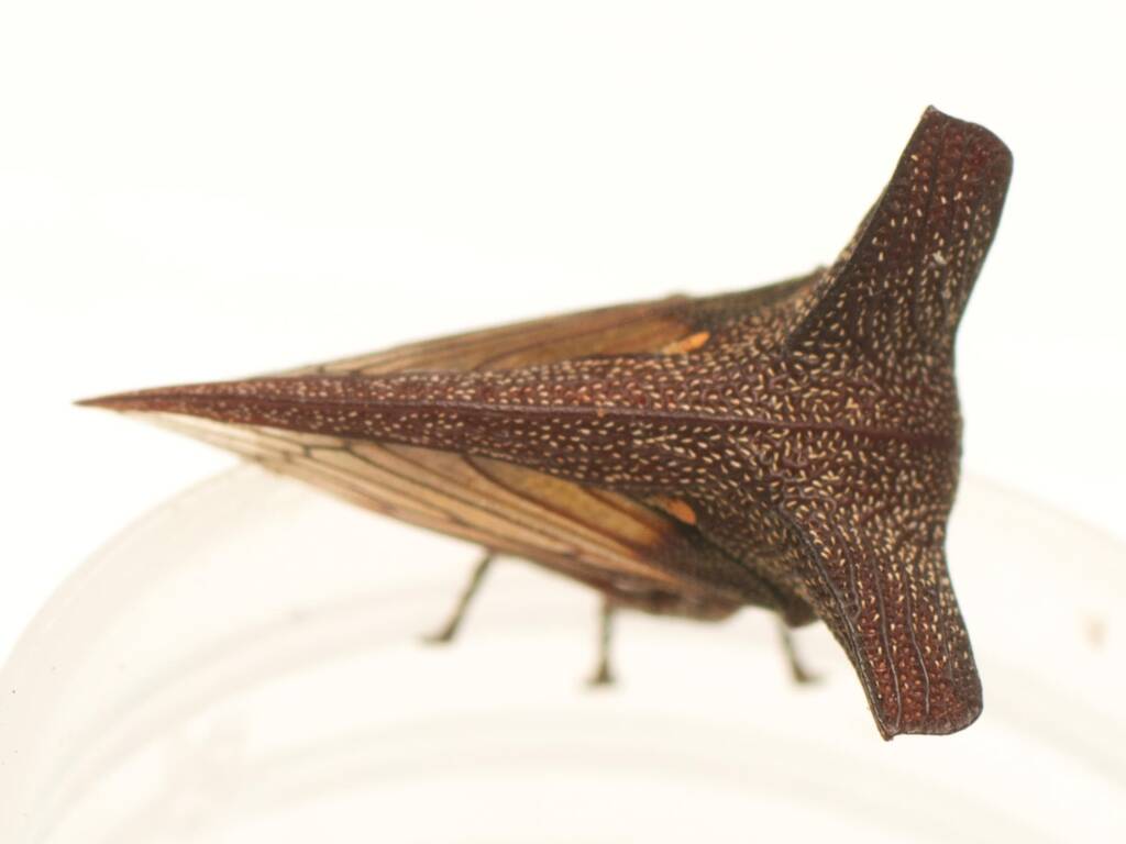 Genus Eufairmairiella, Belconnen ACT © Tony Eales