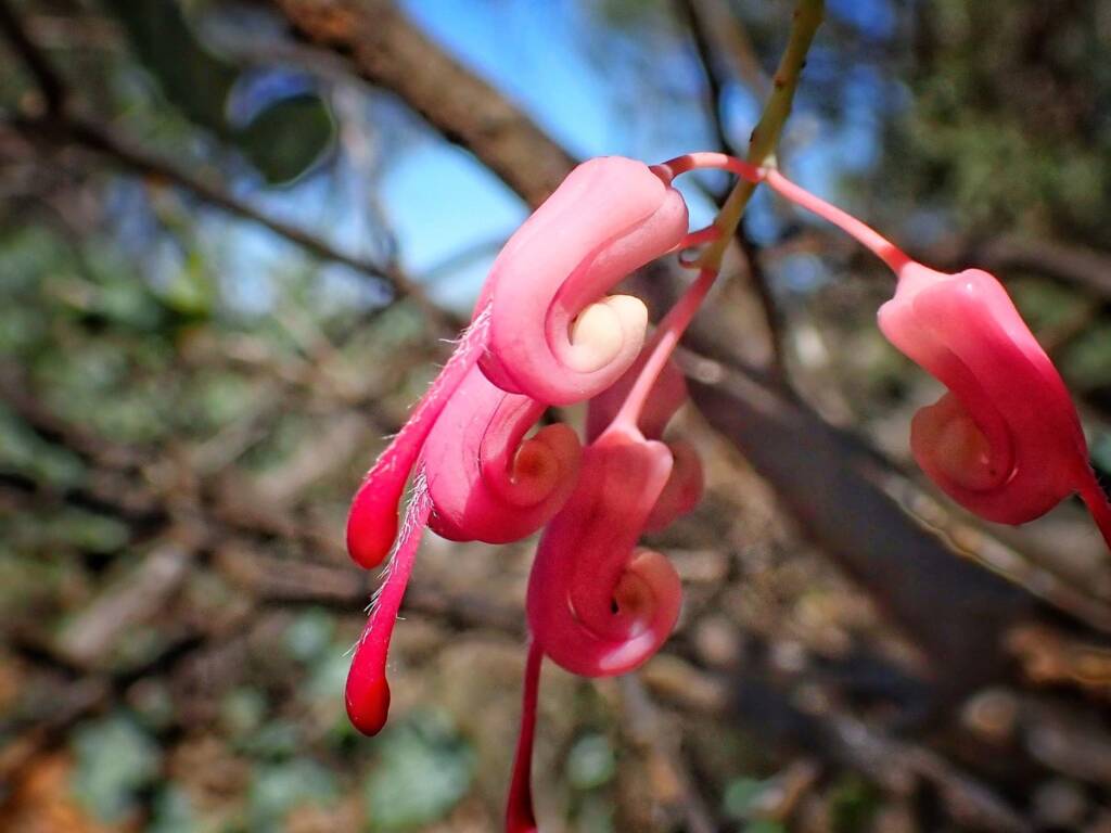 Grevillea insignis subsp insignis (Wax Grevillea), Kukerin area WA © Terry Dunham