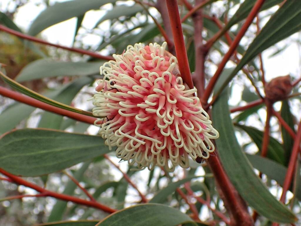 Hakea laurina, Mindarabin WA © Terry Dunham