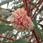 Hakea laurina, Mindarabin WA © Terry Dunham