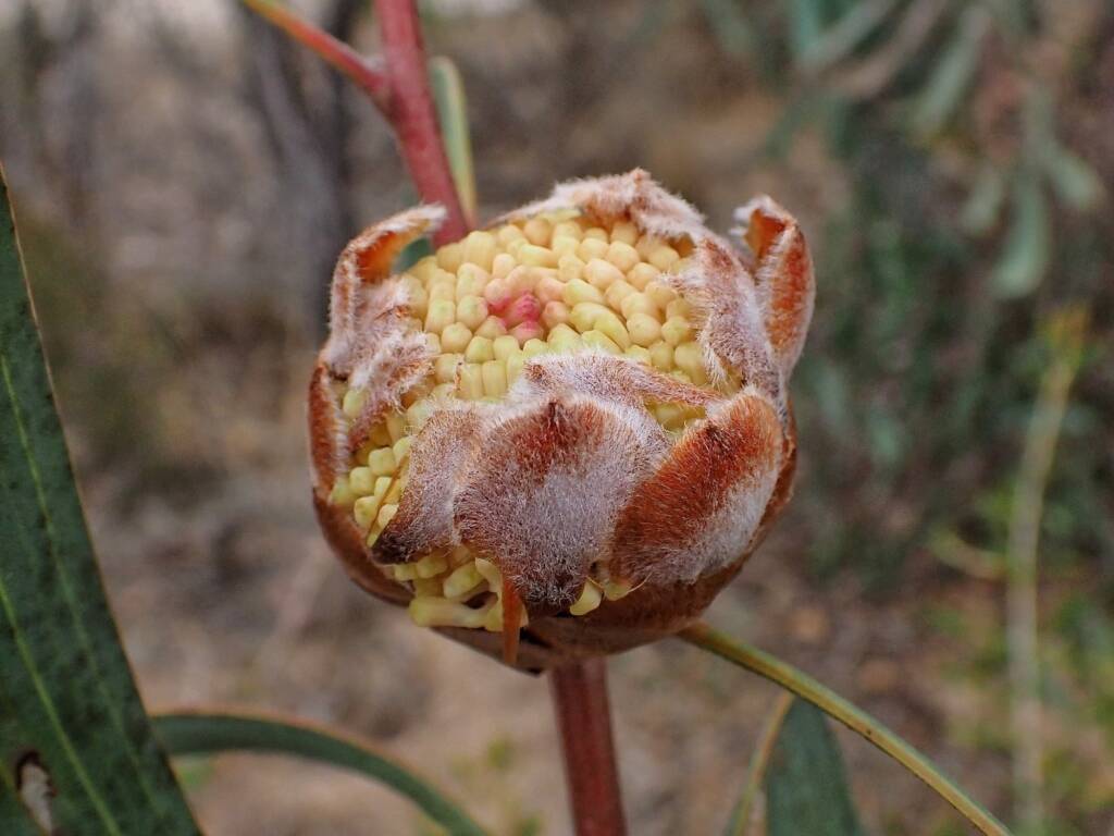 Hakea laurina, Mindarabin WA © Terry Dunham