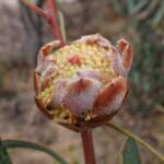 Hakea laurina, Mindarabin WA © Terry Dunham