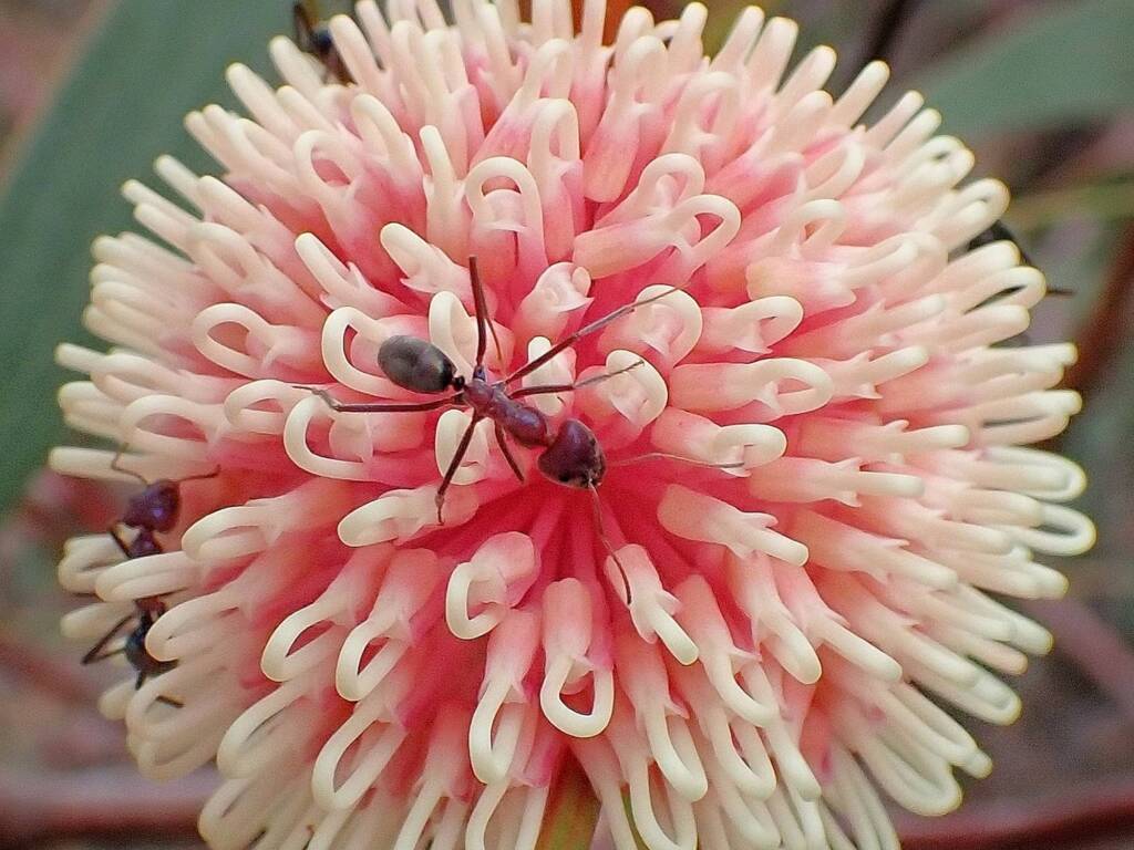 Hakea laurina with Iridomyrmex purpureus, Mindarabin WA © Terry Dunham