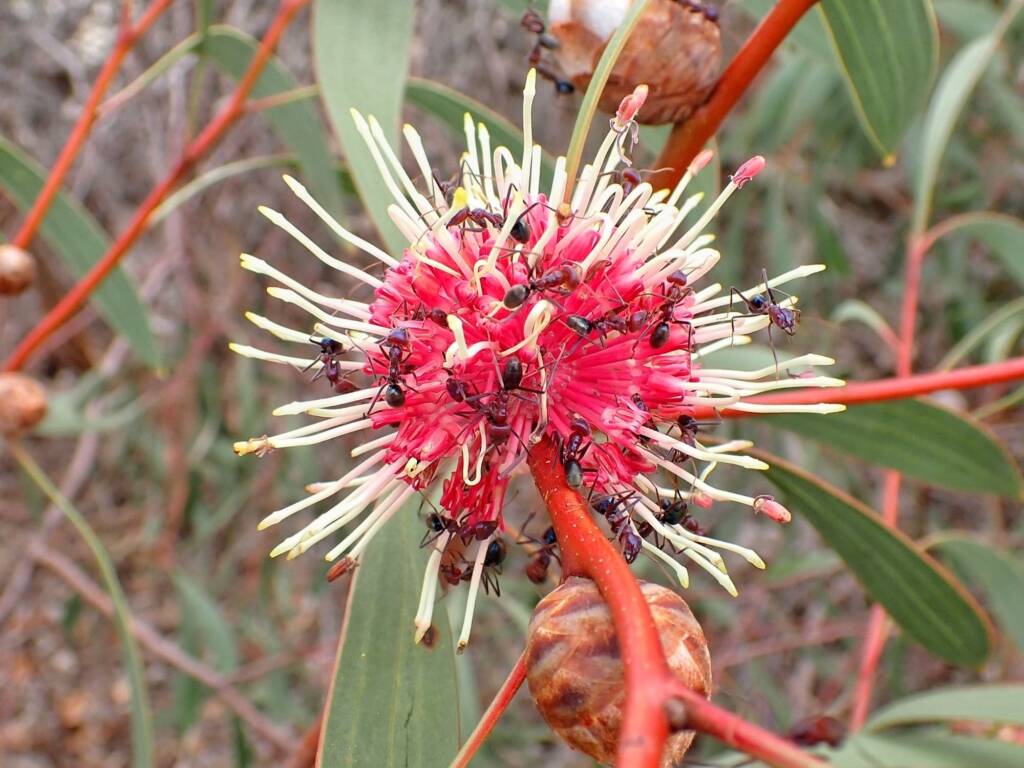 Hakea laurina with Iridomyrmex purpureus, Mindarabin WA © Terry Dunham