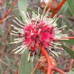 Hakea laurina with Iridomyrmex purpureus, Mindarabin WA © Terry Dunham