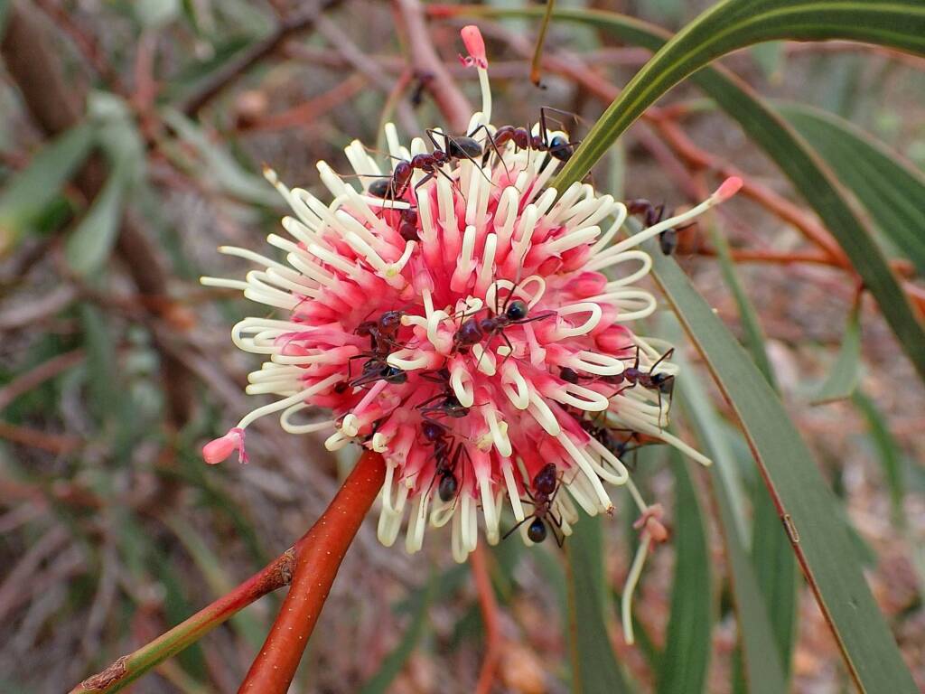 Hakea laurina with Iridomyrmex purpureus, Mindarabin WA © Terry Dunham
