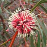 Hakea laurina with Iridomyrmex purpureus, Mindarabin WA © Terry Dunham