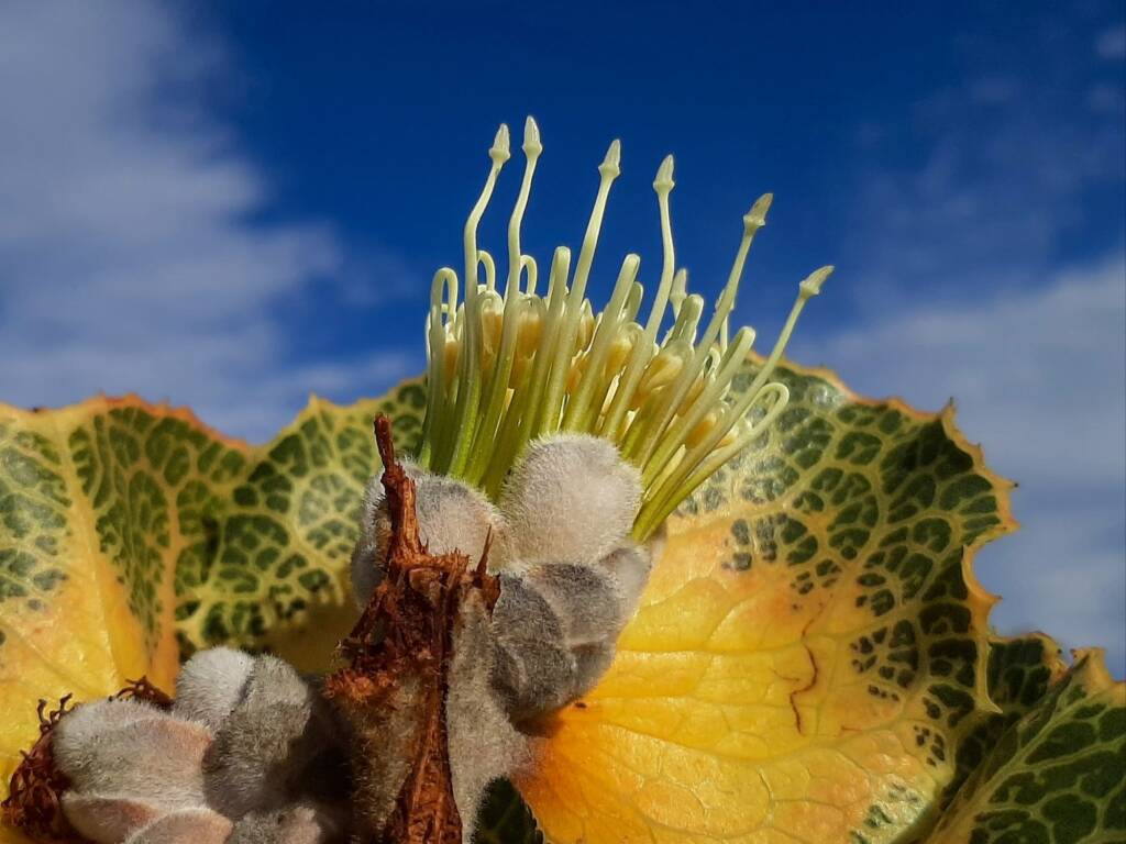 Hakea victoria (Royal Hakea), Fitzgerald River National Park WA © Terry Dunham