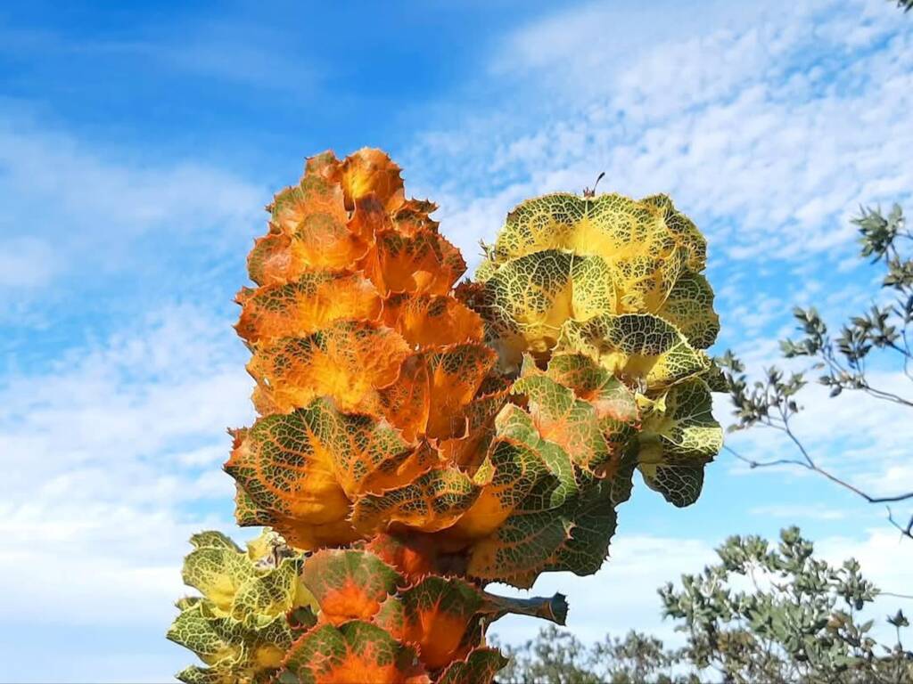 Hakea victoria (Royal Hakea), Fitzgerald River National Park WA © Terry Dunham