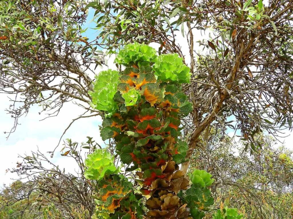 Hakea victoria (Royal Hakea), Fitzgerald River National Park WA © Terry Dunham