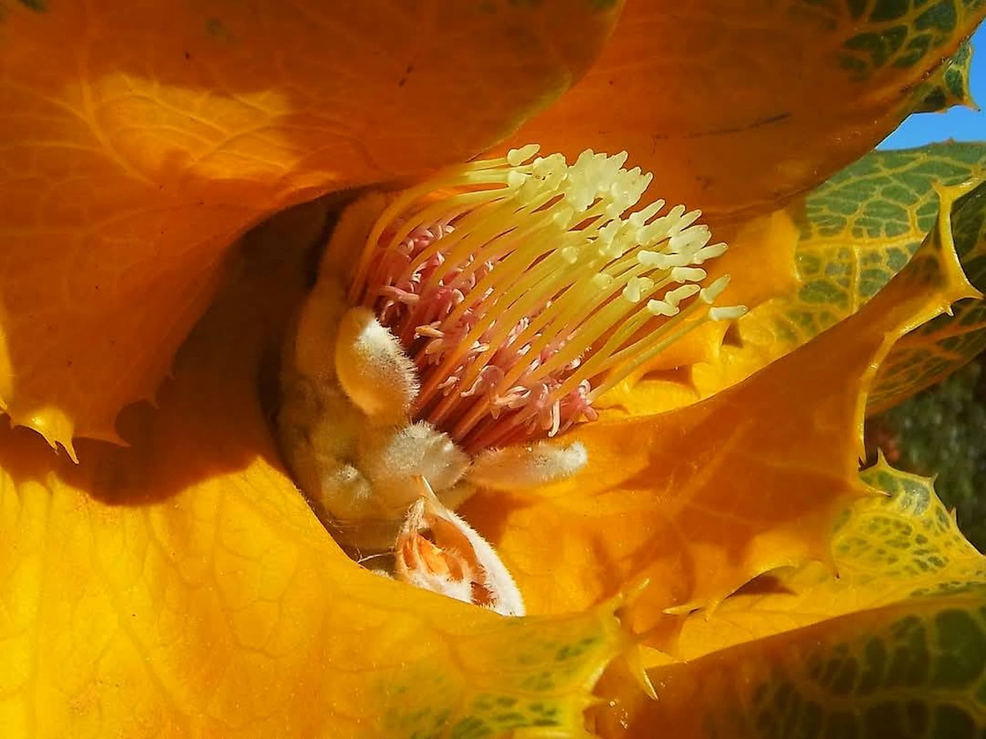 Hakea victoria (Royal Hakea), Fitzgerald River National Park WA © Terry Dunham