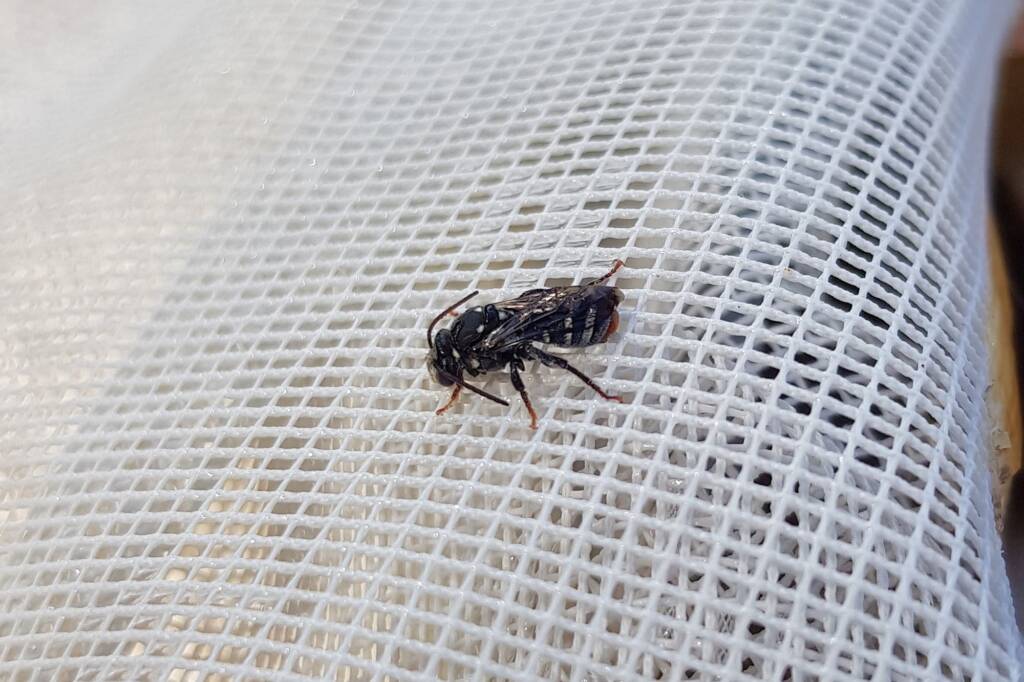 Lipotriches gracilipes (Sweat Bee), Alice Springs NT