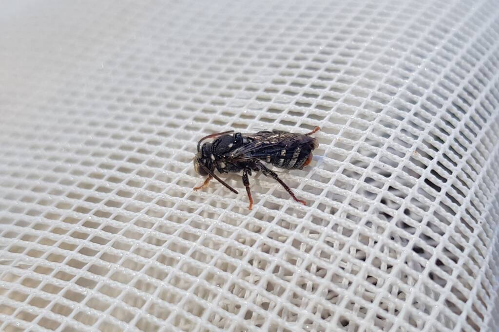 Lipotriches gracilipes (Sweat Bee), Alice Springs NT