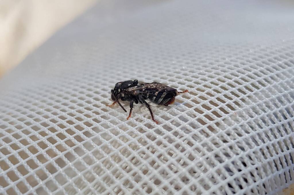 Lipotriches gracilipes (Sweat Bee), Alice Springs NT