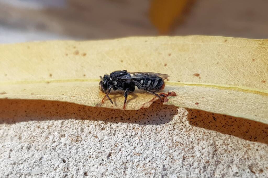 Lipotriches gracilipes (Sweat Bee), Alice Springs NT
