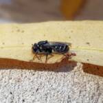 Lipotriches gracilipes (Sweat Bee), Alice Springs NT