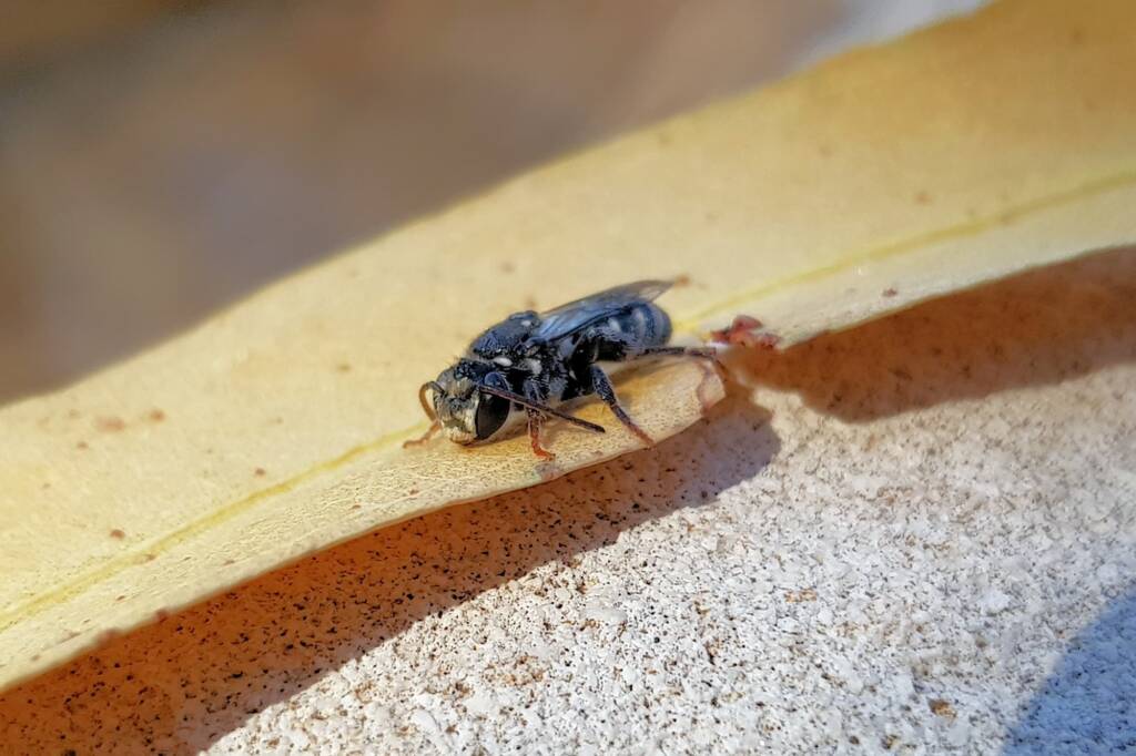 Lipotriches gracilipes (Sweat Bee), Alice Springs NT