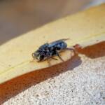 Lipotriches gracilipes (Sweat Bee), Alice Springs NT