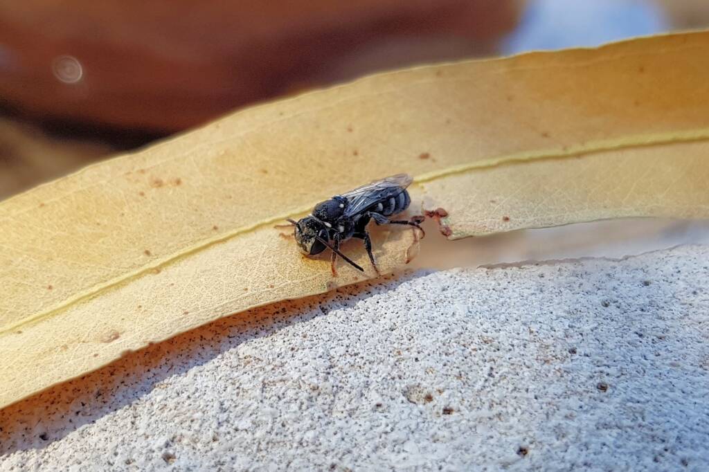 Lipotriches gracilipes (Sweat Bee), Alice Springs NT