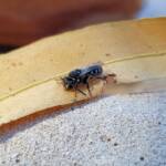Lipotriches gracilipes (Sweat Bee), Alice Springs NT