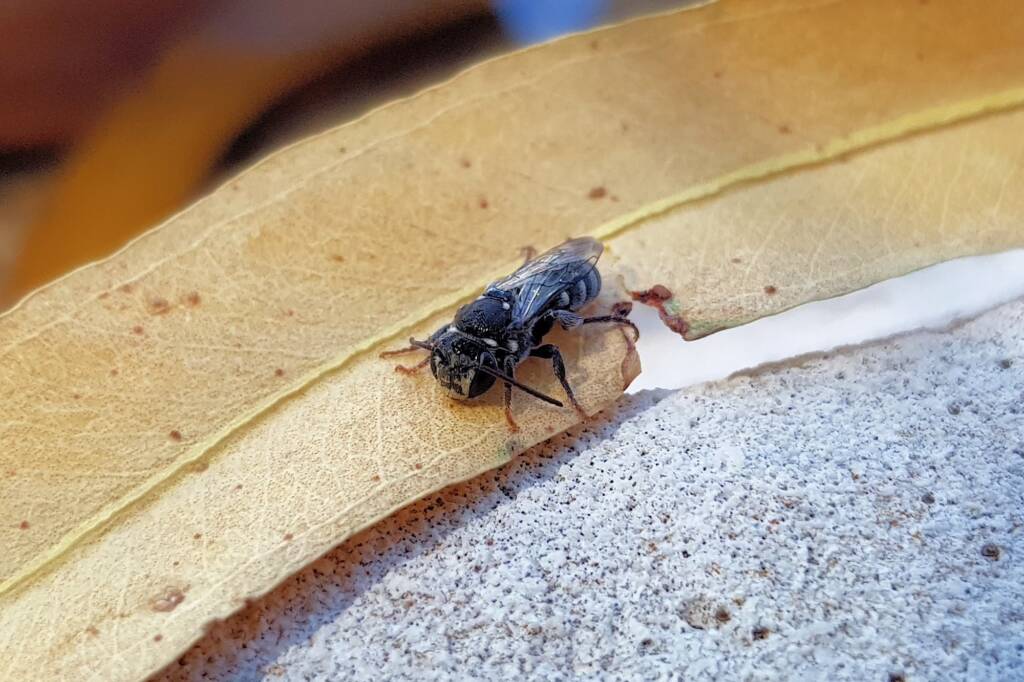 Lipotriches gracilipes (Sweat Bee), Alice Springs NT