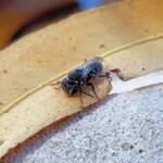 Lipotriches gracilipes (Sweat Bee), Alice Springs NT