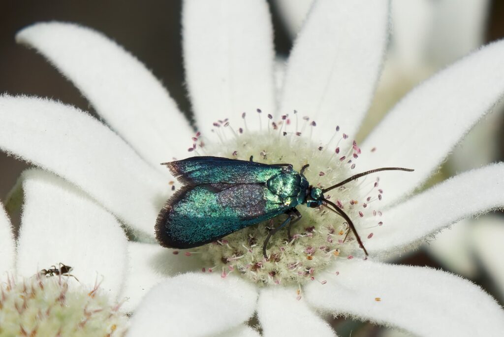 Satin-green Forester Moth (Pollanisus viridipulverulenta), South Ulladulla NSW © Phil Warburton