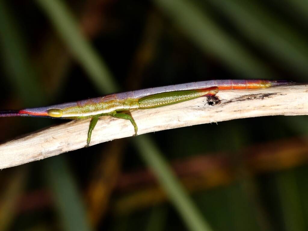 Psedna nana, Belair National Park, Upper Sturt Rd, Belair SA © Marianne Broug