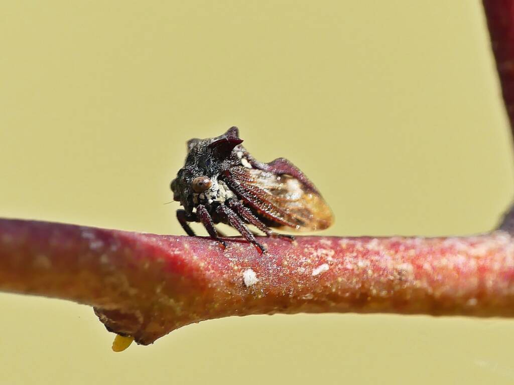 Tri-horned Treehopper (Acanthuchus trispinifer), Belair SA © Marianne Broug