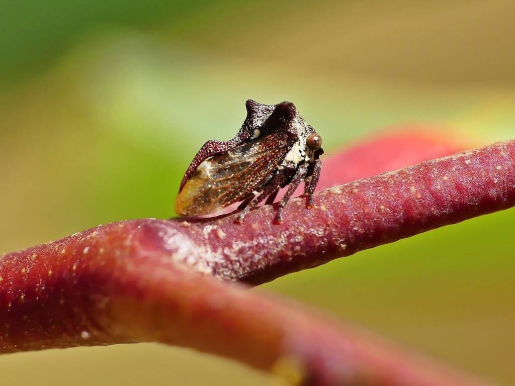 Tri-horned Treehopper (Acanthuchus trispinifer), Belair SA © Marianne Broug