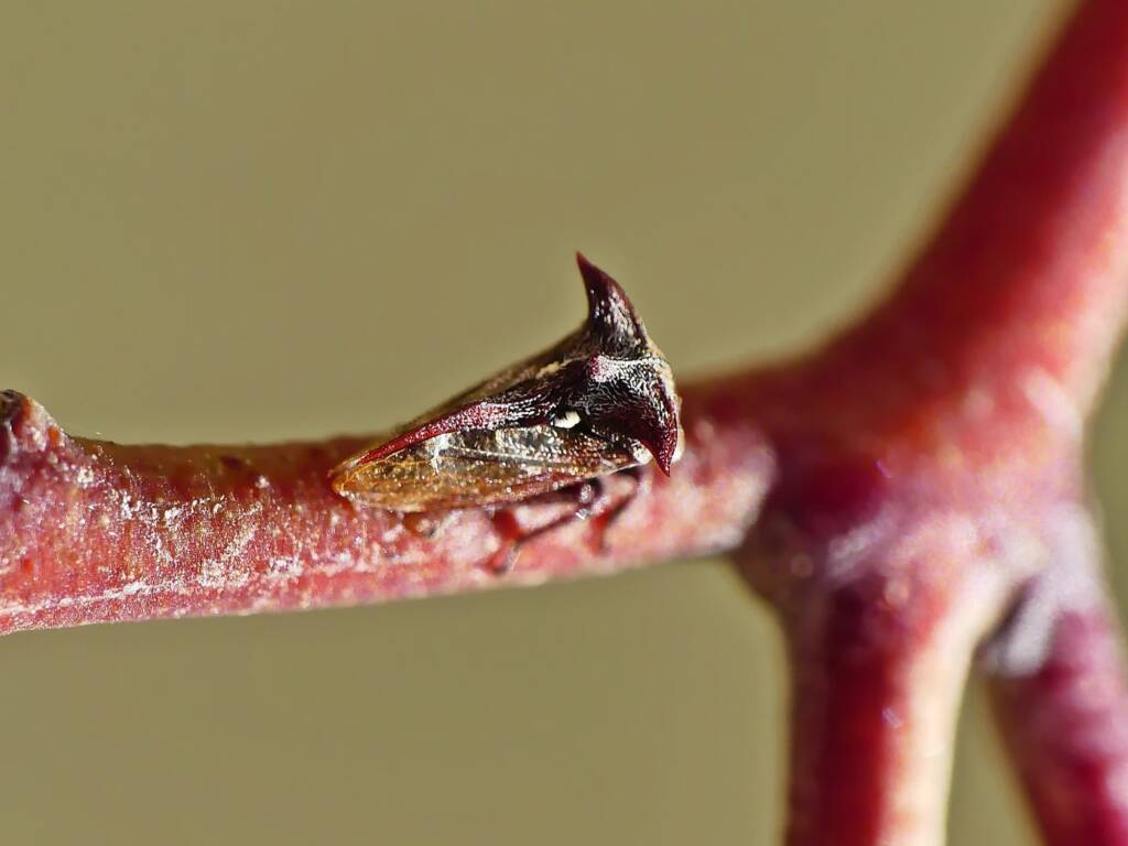 Tri-horned Treehopper (Acanthuchus trispinifer), Belair SA © Marianne Broug