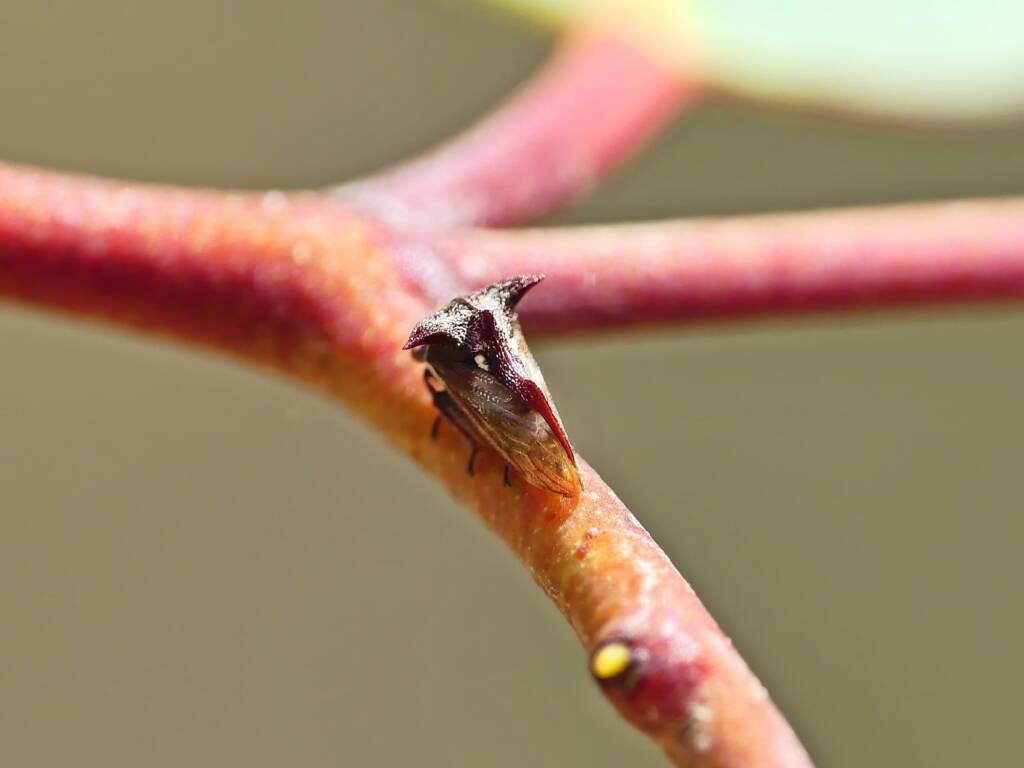Tri-horned Treehopper (Acanthuchus trispinifer), Belair SA © Marianne Broug