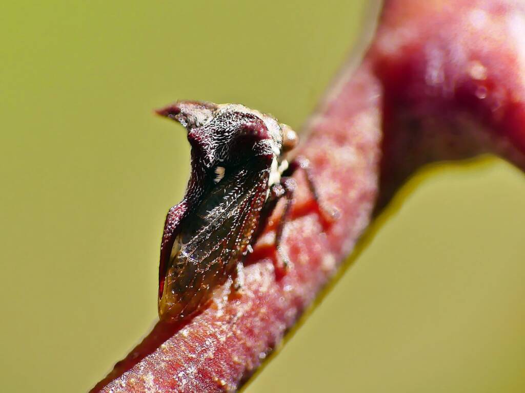Tri-horned Treehopper (Acanthuchus trispinifer), Belair SA © Marianne Broug