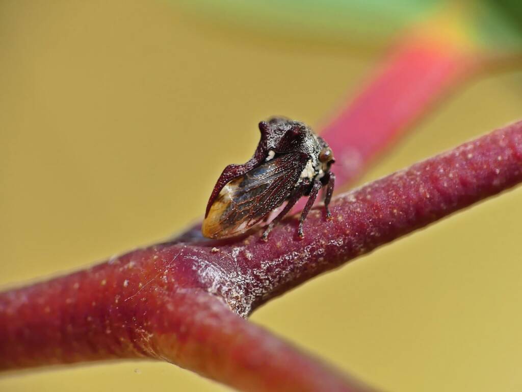 Tri-horned Treehopper (Acanthuchus trispinifer), Belair SA © Marianne Broug