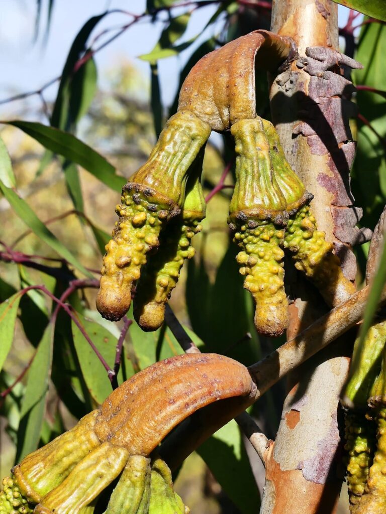 Warty Yate (Eucalyptus megacornuta), Belair National Park SA © Marianne Broug