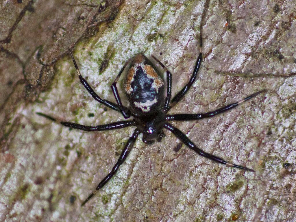 Ant-eating Spider (genus Euryopis), Nudgee QLD © Tony Eales
