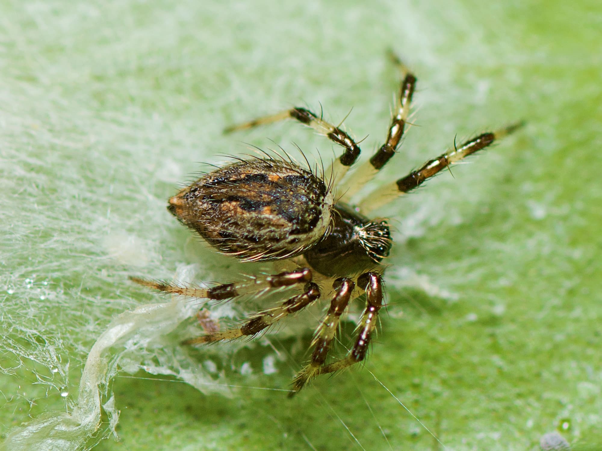 Ant-eating Spider (genus Euryopis), Mount Mee © Tony Eales