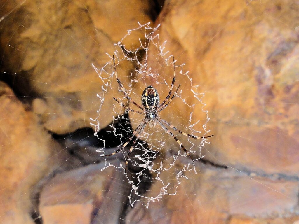 Argiope dietrichae (Dietrich's St Andrews Cross Spider), Ormiston Gorge NT