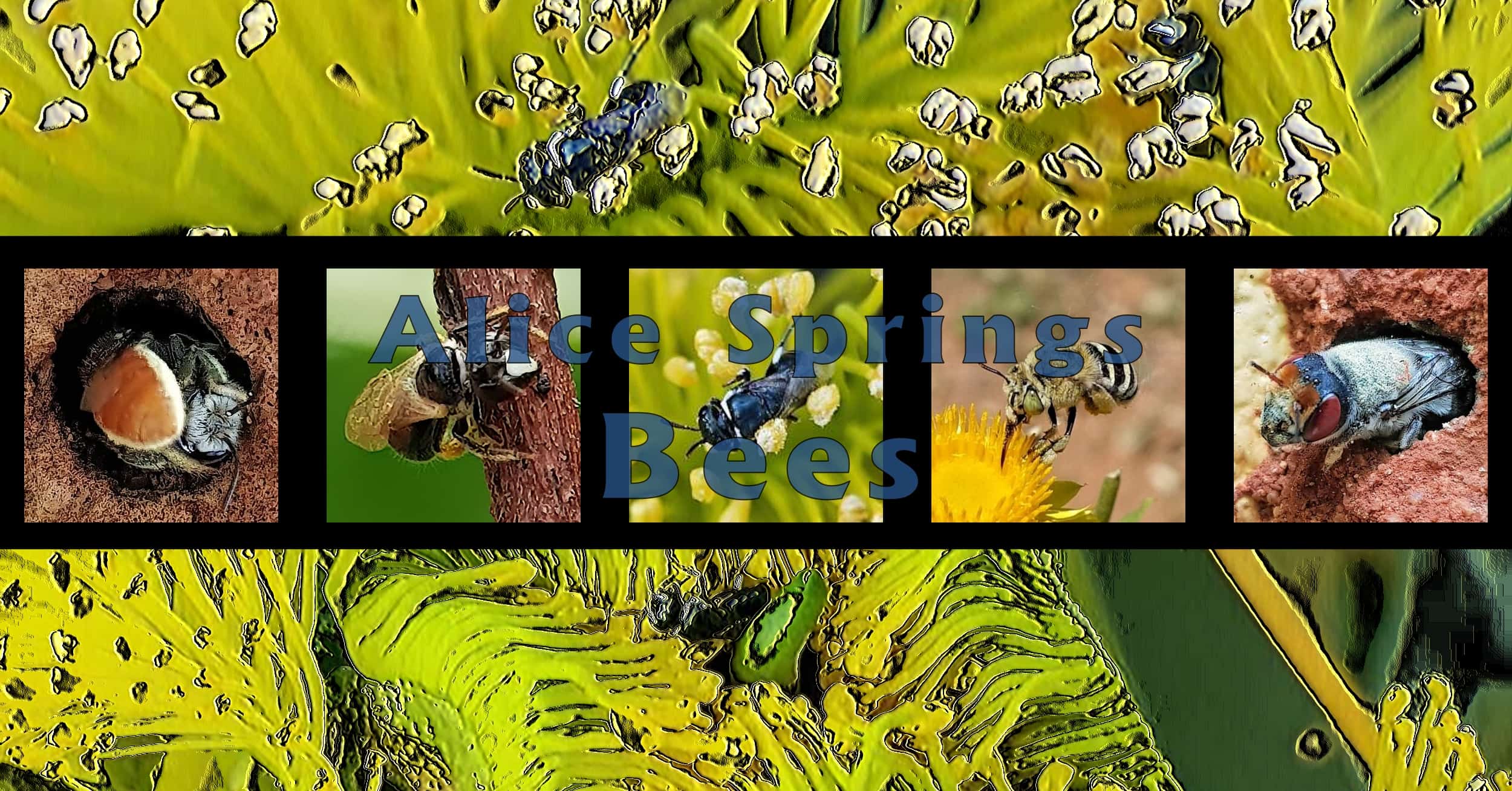 Alice Springs Bees - Ausemade filmstrip