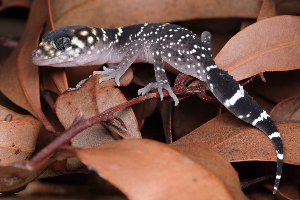 Barking Gecko (Underwoodisaurus milii), Howes Valley NSW © Michael Doe