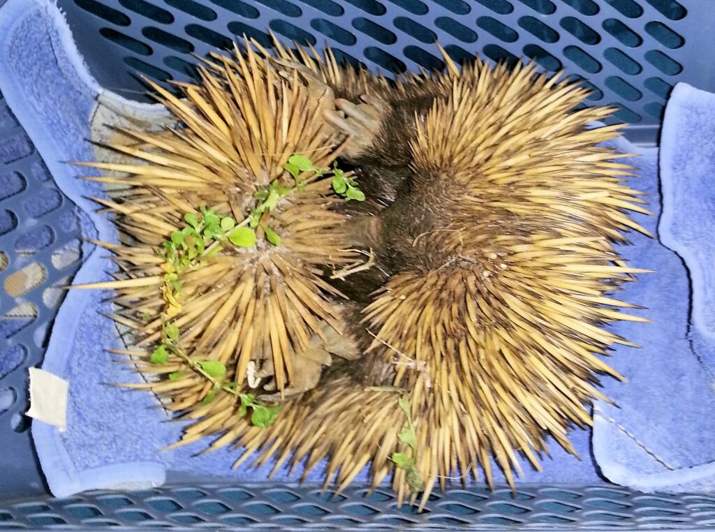 Rescued Short-beaked Echidna (Tachyglossus aculeatus), Alice Springs NT