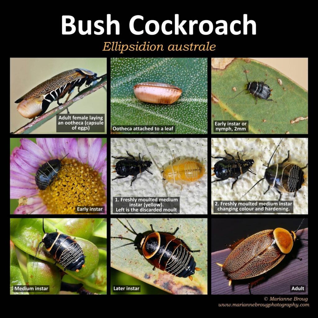 Ellipsidion australe Life Cycle (Bush Cockroach) © Marianne Broug