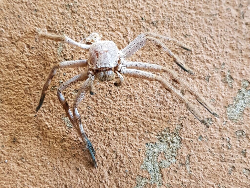 Spider molt (Isopedella inola), Alice Springs NT