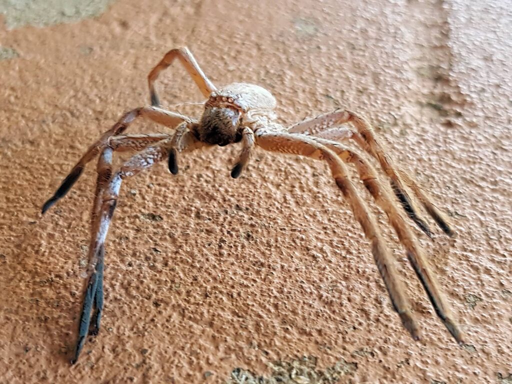 Spider molt (Isopedella inola), Alice Springs NT