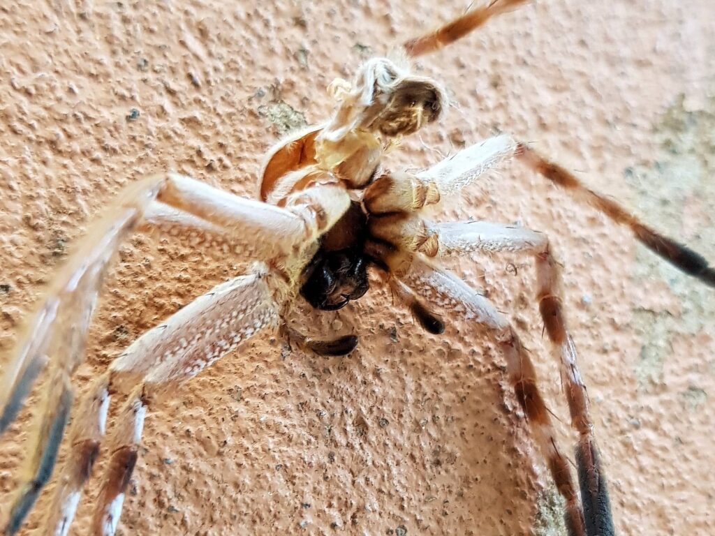 Spider molt (Isopedella inola), Alice Springs NT