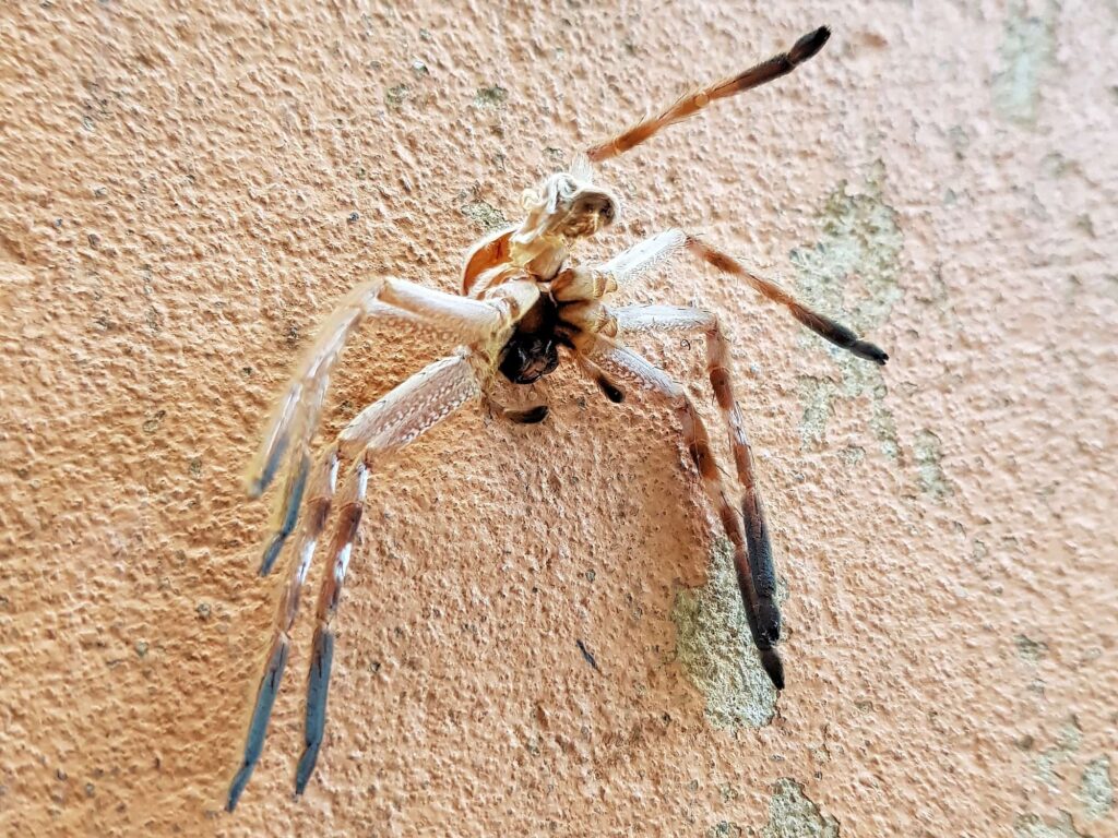 Spider molt (Isopedella inola), Alice Springs NT